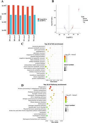 Exosomal circPTPRK promotes angiogenesis after radiofrequency ablation in hepatocellular carcinoma